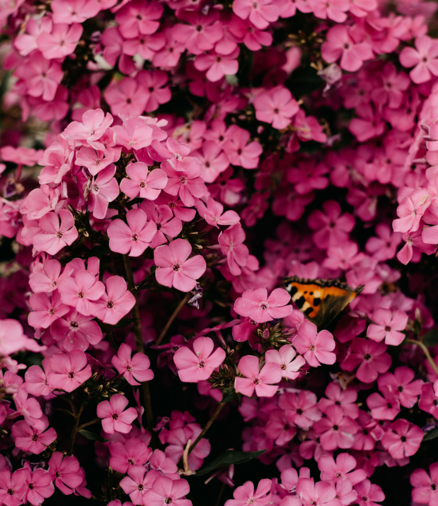 お花